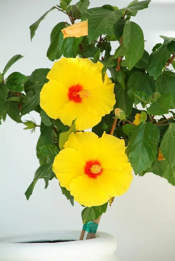 אגיוס סטפנוס Paolas Sunset 2*, אגיוס סטפנוס יוון