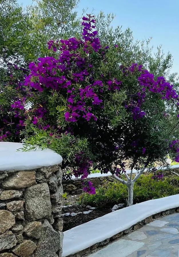 Paolas Sunset Agios Stefanos Avliotes 2*,